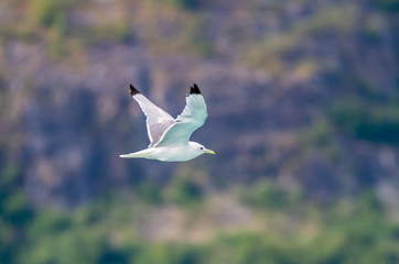 A black-winged kittiwake soaring above Alaska
