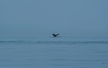 A humpback whale fluke seen against the Alaskan wilderness