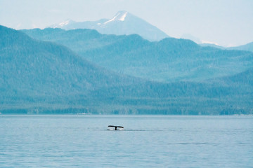 Obraz premium A humpback whale fluke seen against the Alaskan wilderness