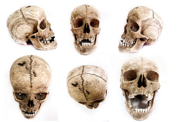 Human skulls collage on white background