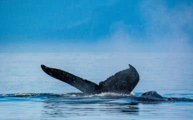 A humpback whale fluke seen against the Alaskan wilderness