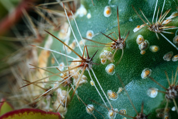 Very close-up minimalist macro photography of a spiny succulent plant with an unfocused background,...
