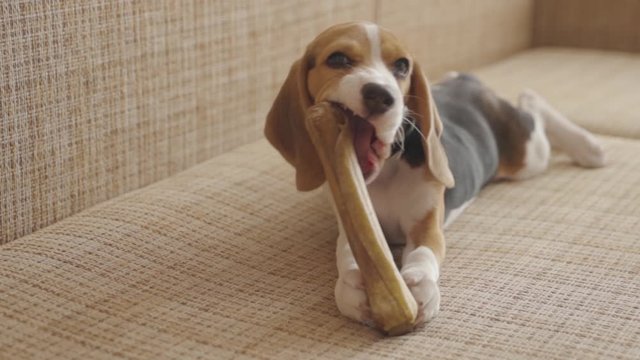 Cute purebreed beagle puppy chewing on his favorite toy bone biting and crunching enjoying. Adorable pet at home.