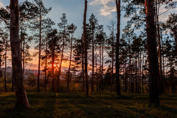 Obraz premium A sunrise viewed from a the forest.
