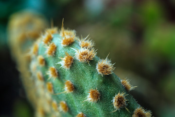 Very close-up minimalist macro photography of a spiny succulent plant with an unfocused background, with high-definition microscopic details.