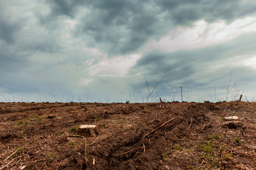 Tree stumps left after deforestation.