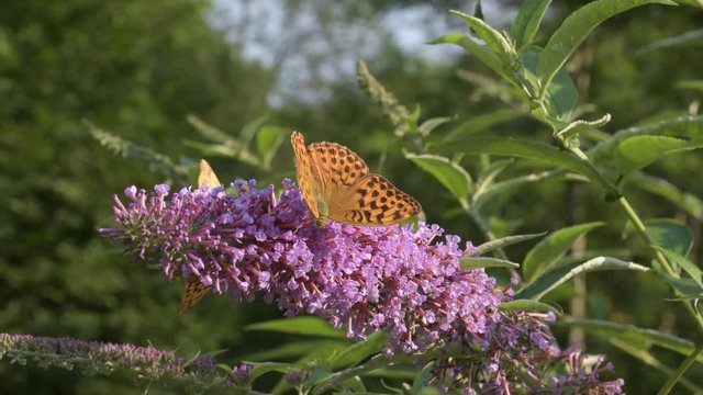 La danza della farfalla sul fiore