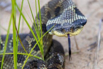 Eastern Hognosed snake threat display
