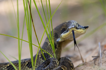 Eastern Hognose Snake on sand