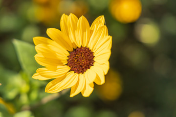 Small Sunflower close-up