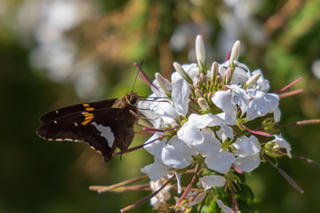 Silver-spotted Skipper, butterfly sitting on white flowers, close-up