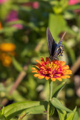 Pipevine Swallowtail butterfly on Zinnia