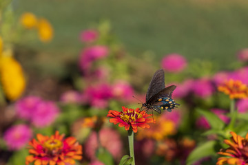 Pipevine Swallowtail butterfly on Zinnia