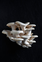 oyster mushroom on dark background, fresh mushroom, farmers market produce, organic produce