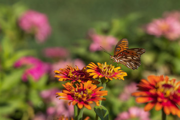 Gulf Fritillary butterfly on Zinnia flowers
