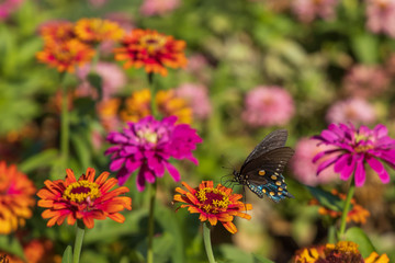 Pipevine Swallowtail butterfly on Zinnia