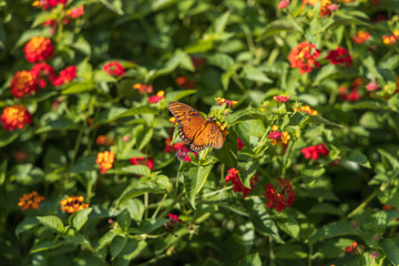 Gulf Fritillary butterfly on Lantana flowers