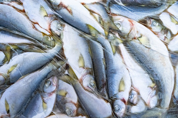 Fast freezing of fish. Fishing industry. Seafood processing. Fresh frozen sea fish. Food industry. Sale of refrigeration units. Frozen products. Briquette with carp.