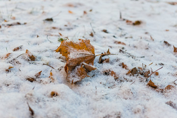 The first snow covers the fallen leaves and the ground. Early winter.