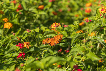 Gulf Fritillary butterfly on Lantana flowers