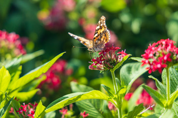 Painted Lady butterfly on pink Pentas, close-up