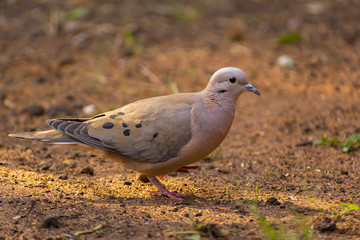 Fototapeta premium dove in the foreground