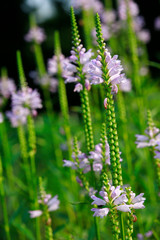 Gelenkblume, Etagenerika (Physostegia virginiana)