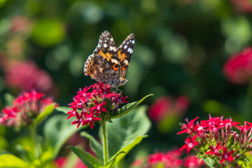Painted Lady butterfly on pink Pentas, close-up