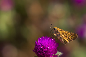 Skipper on purple flowers, butterfly close-up 