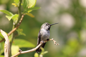 hummingbird