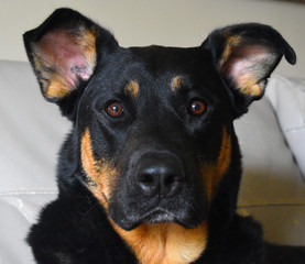 National dog day - Diesel 