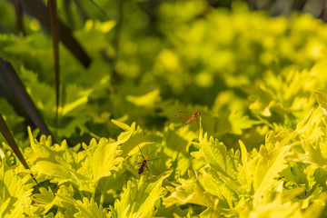 Dragonfly on green leaf, close-up