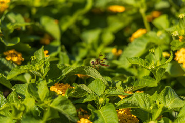 Dragonfly on green leaf, close-up