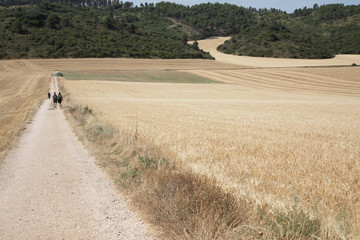 Camino path through dried grasses with people in background