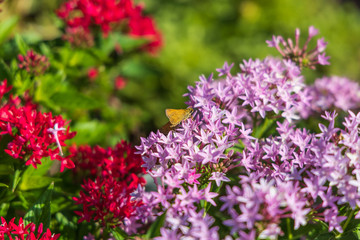 Crossline Skipper sitting on purple flowers
