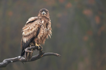 White tailed eagle (Haliaeetus albicilla)