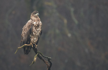 White tailed eagle (Haliaeetus albicilla)