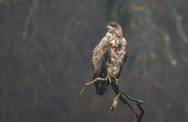 White tailed eagle (Haliaeetus albicilla)
