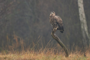White tailed eagle (Haliaeetus albicilla)