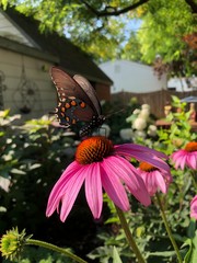Pipevine Swallowtail butterfly on Purple Coneflower