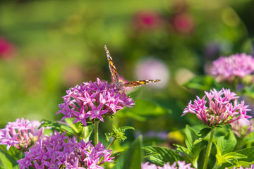 Painted Lady butterfly on pink Pentas, close-up