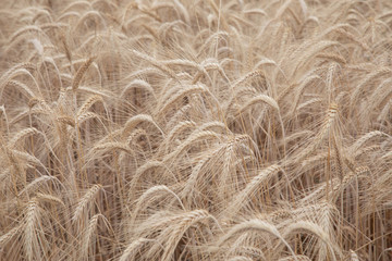 Mature grain blowing in the wind