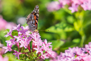 Painted Lady butterfly on pink Pentas, close-up