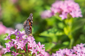 Painted Lady butterfly on pink Pentas, close-up