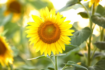 Beautiful blooming sunflower in field
