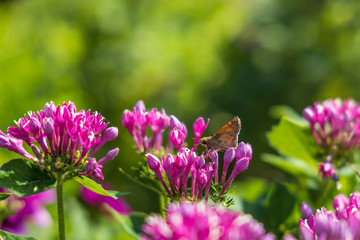 Fiery Skipper on purple flowers, butterfly close-up 