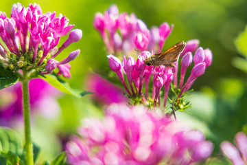 Painted Lady butterfly on pink Pentas, close-up