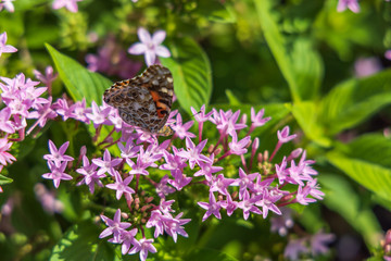 Painted Lady butterfly on pink Pentas, close-up