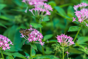 Brazilian Skipper on purple flowers, butterfly close-up 