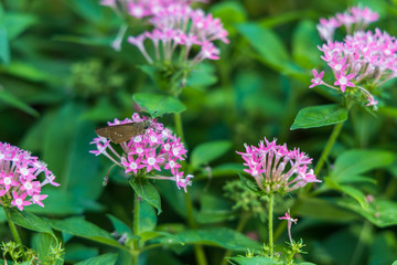 Brazilian Skipper on purple flowers, butterfly close-up 